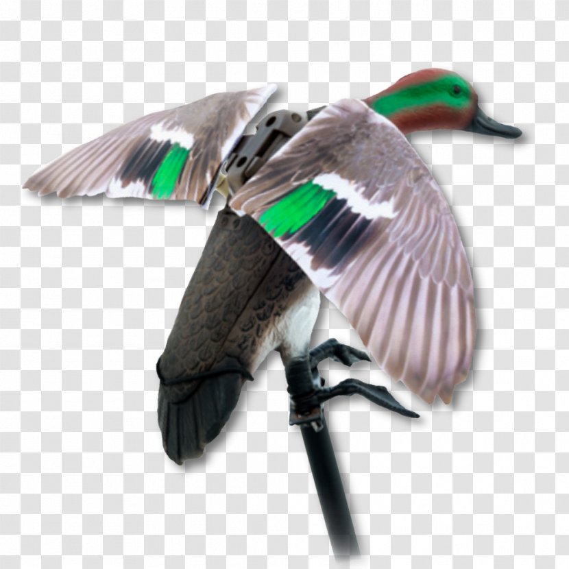 Mallard Goose Duck Feather Beak - Hunting Transparent PNG