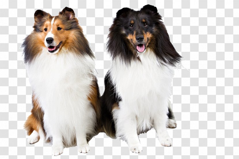 Rough Collie Shetland Sheepdog Dog Breed Scotch Companion - Like Mammal Transparent PNG