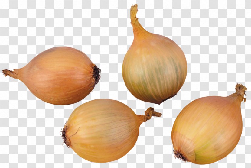 Yellow Onion Shallot Elephant Garlic Vegetable Shchi - Tomato Transparent PNG