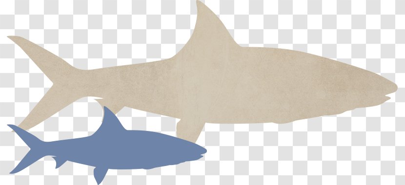 Requiem Sharks Marine Biology Mammal Fish - Shark - Cartilaginous Transparent PNG