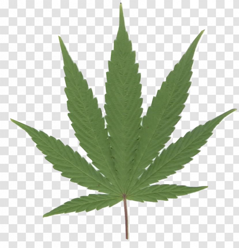 Cannabis Smoking Sativa Hashish Medical - Weed Transparent PNG