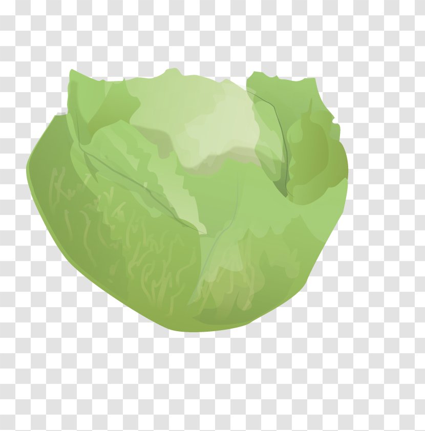 Cabbage - Copyright - Vector Transparent PNG