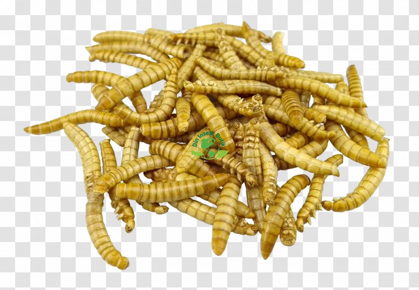 Mealworm Insect Larva Food Ragout - Worm Transparent PNG