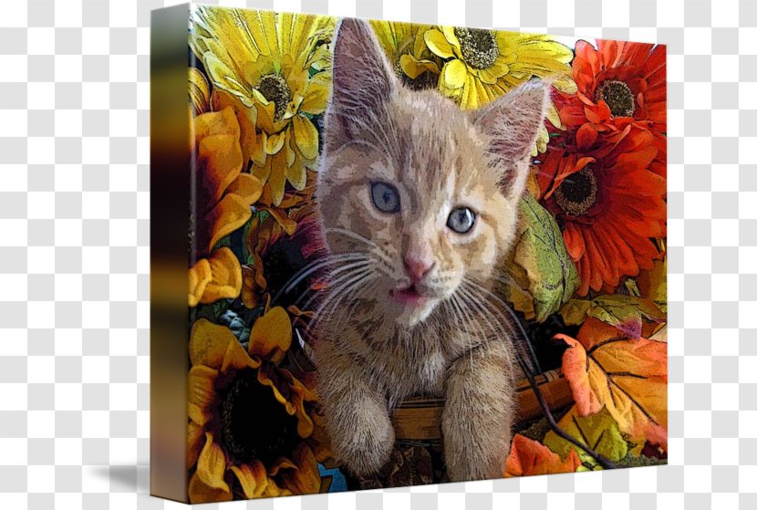 Whiskers European Shorthair Kitten Tabby Cat Domestic Short-haired - Flower Transparent PNG