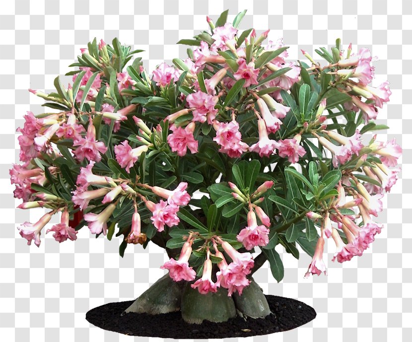 Azalea Adenium Obesum Arabicum Plant Multiflorum - Cut Flowers Transparent PNG