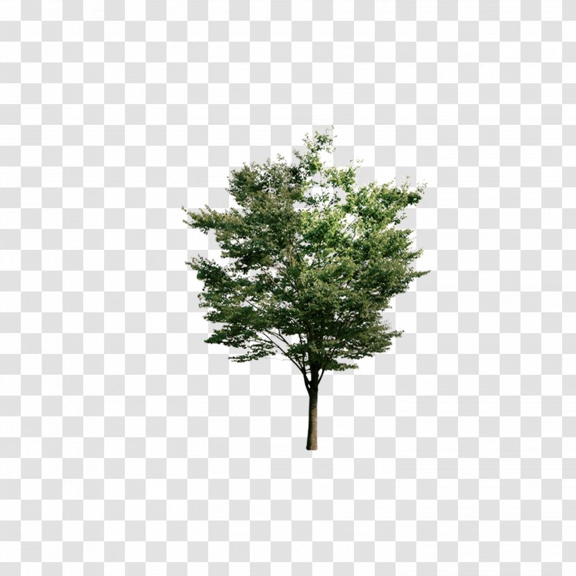 Tree Euclidean Vector Resource - Look Down On The Trees Transparent PNG