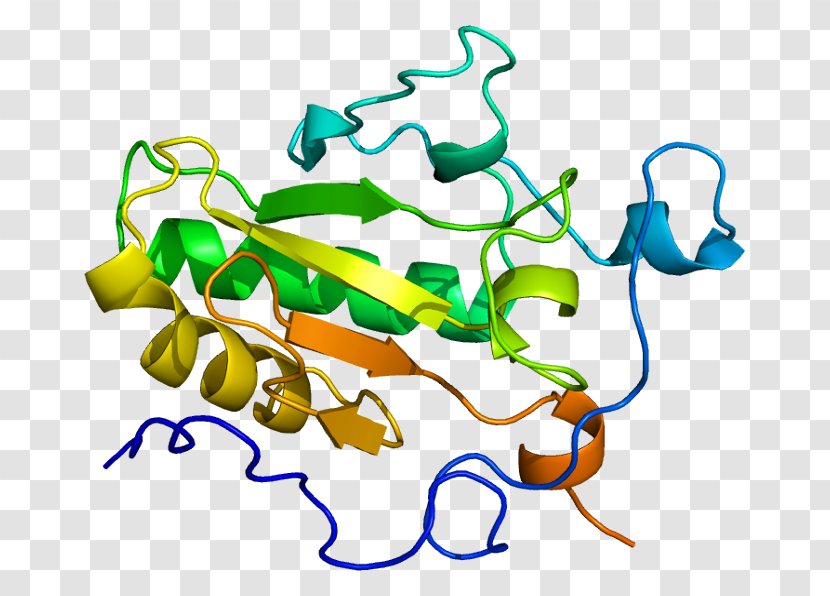 Indian Hedgehog Signaling Pathway Sonic Protein Transparent PNG