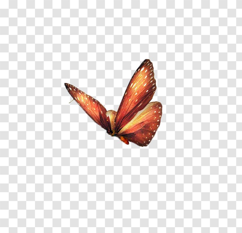Butterfly Papillon Dog Insect - Animal - Butterfly,insect,specimen Transparent PNG