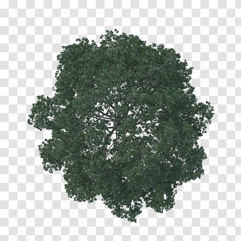 English Oak Tree Architecture Pine Landscape - Design - Plan Transparent PNG