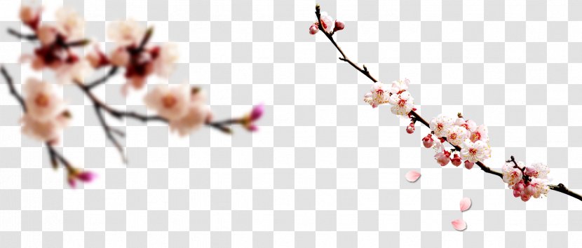 Chinese New Year Computer File - Plant - Plum Decorative Material Transparent PNG
