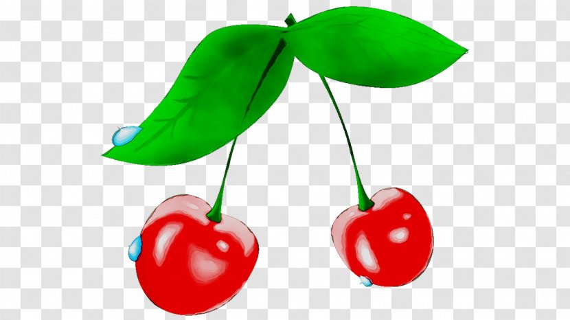 Cherry Pie Cherries Clip Art Vector Graphics - Tomato - Rose Family Transparent PNG