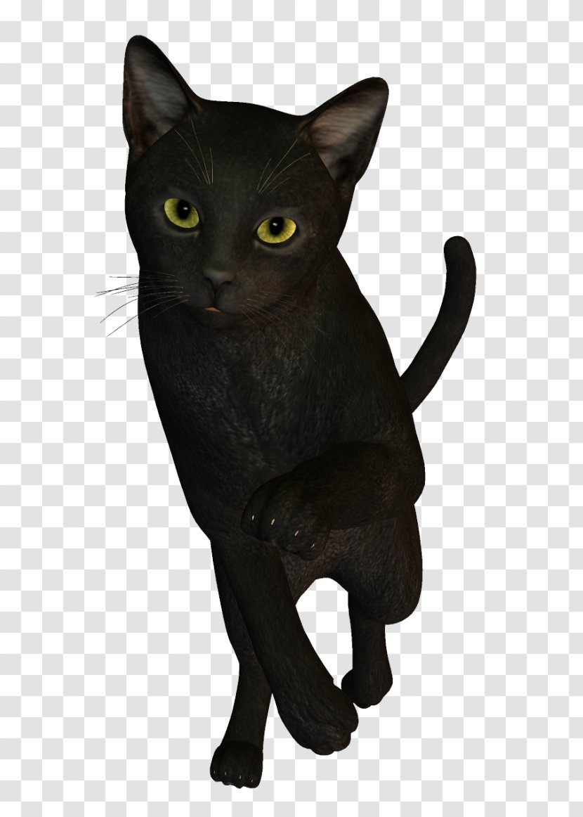 Bombay Cat Korat Chartreux Havana Brown American Wirehair - Burmese Transparent PNG