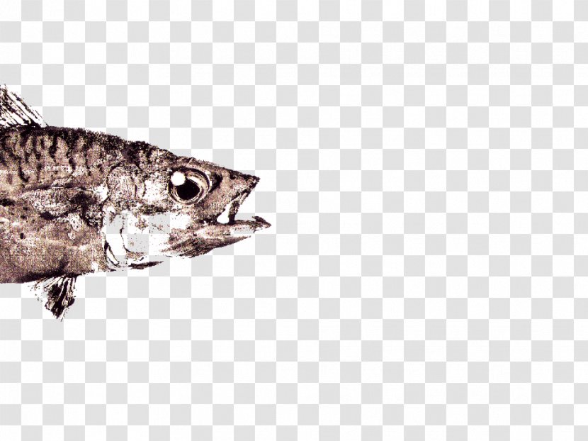Reptile Fauna Tail Fish - Organism - Sushi Plate Transparent PNG