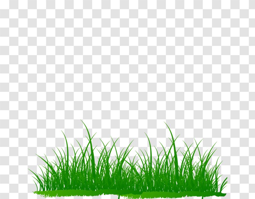 Microchloa Download - Plant - Creative Green Grass Transparent PNG