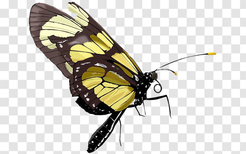Monarch Butterfly Clip Art Adobe Photoshop Borboleta - Brushfooted Butterflies - Insect Transparent PNG
