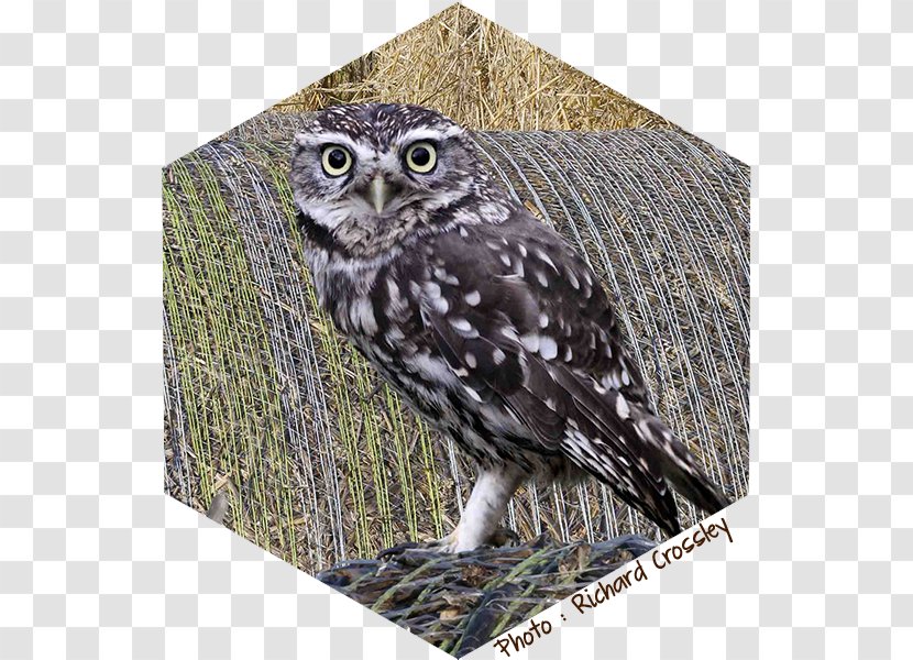 Great Grey Owl Little Bird - Rodenticide - Chouette Transparent PNG