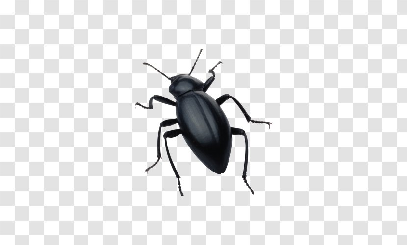 Beetle Silhouette Software Bug Clip Art - Black Transparent PNG