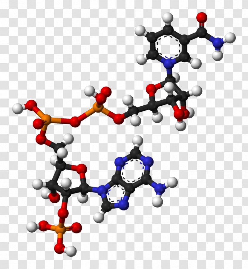 Nicotinamide Adenine Dinucleotide Phosphate Flavin Redox - Cofactor Transparent PNG