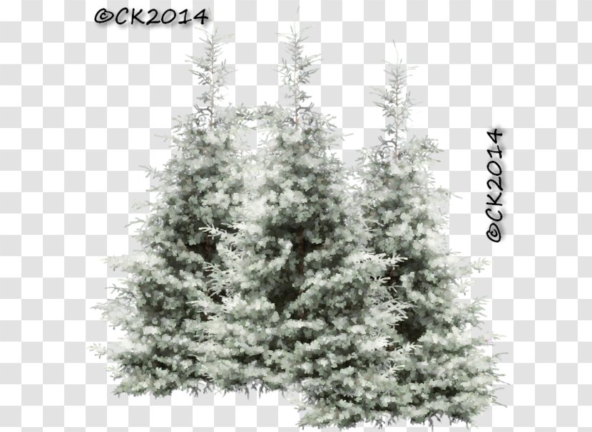 Christmas Black And White - Sitka Spruce Juniper Transparent PNG