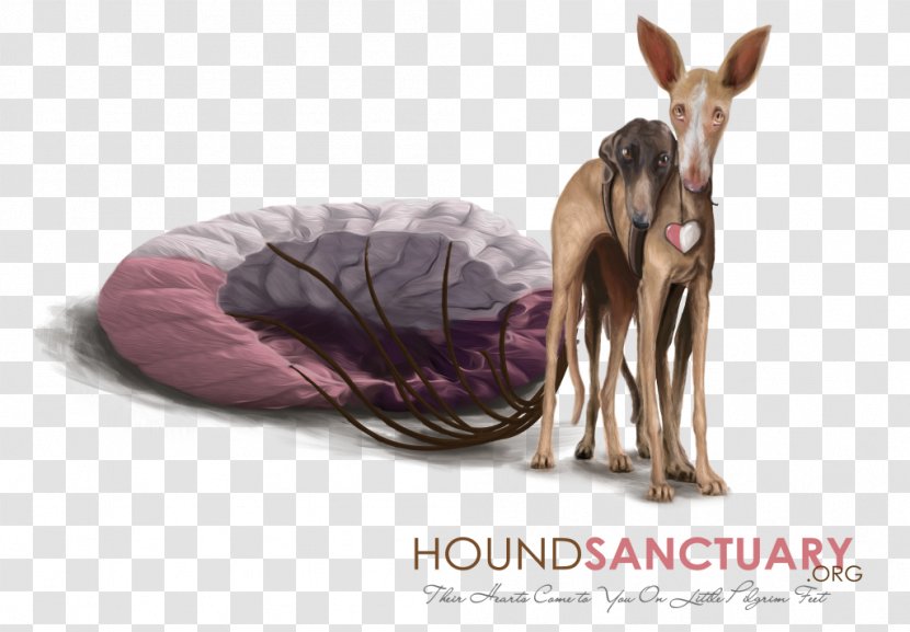 Ibizan Hound Spanish Greyhound Afghan Borzoi Podenco Canario - Irish Wolfhound - Sighthound Transparent PNG