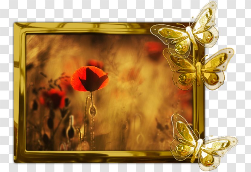 Common Poppy Desktop Wallpaper Metaphor Remembrance - Membrane Winged Insect Transparent PNG