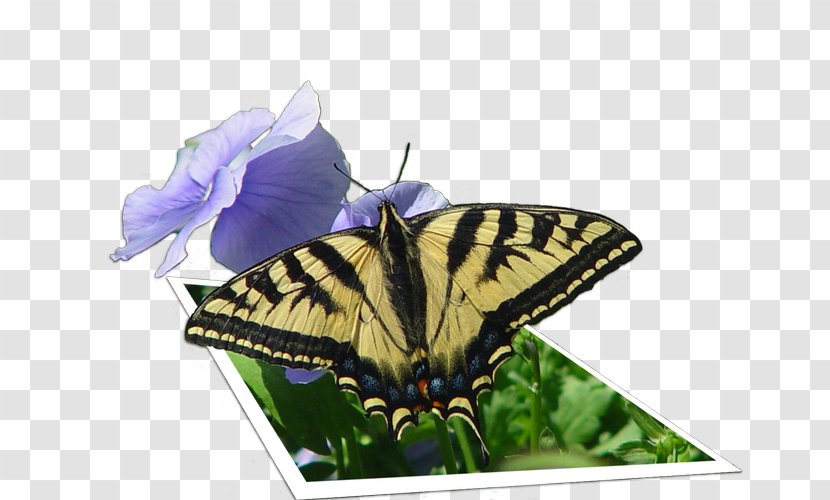 Brush-footed Butterflies Old World Swallowtail Glasswing Butterfly Image - Insect - 3d Transparent PNG