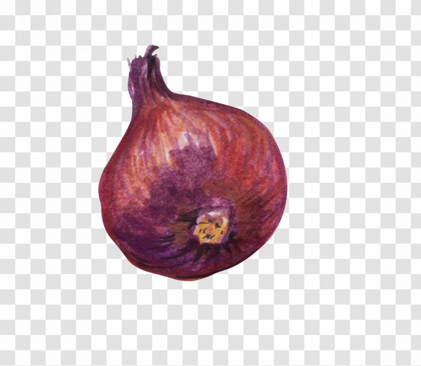 Red Onion Vegetable - Ingredient - Painted Onions Transparent PNG