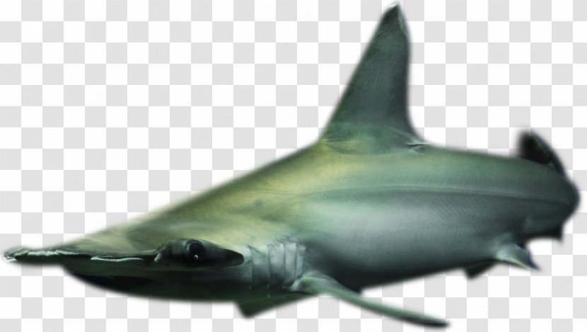 Requiem Sharks コベック（株） Seabed Marine Biology Mammal - Cartilaginous Fish - Research Transparent PNG