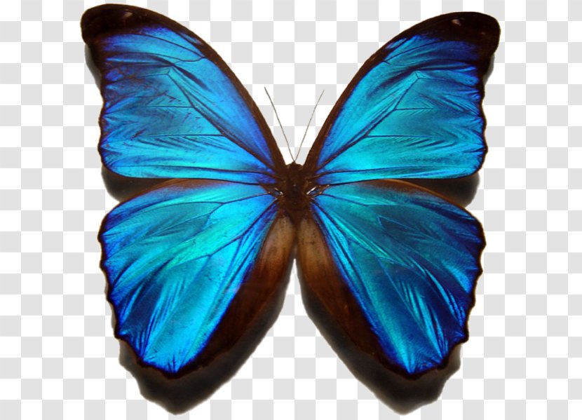 Monarch Butterfly Menelaus Blue Morpho Insect - Heart Transparent PNG