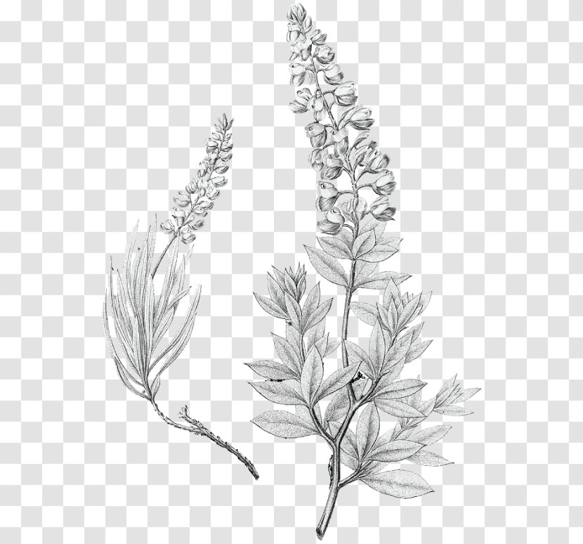 Lupinus Texensis Bluebonnet Drawing Texas - Leaf - Monochrome Transparent PNG