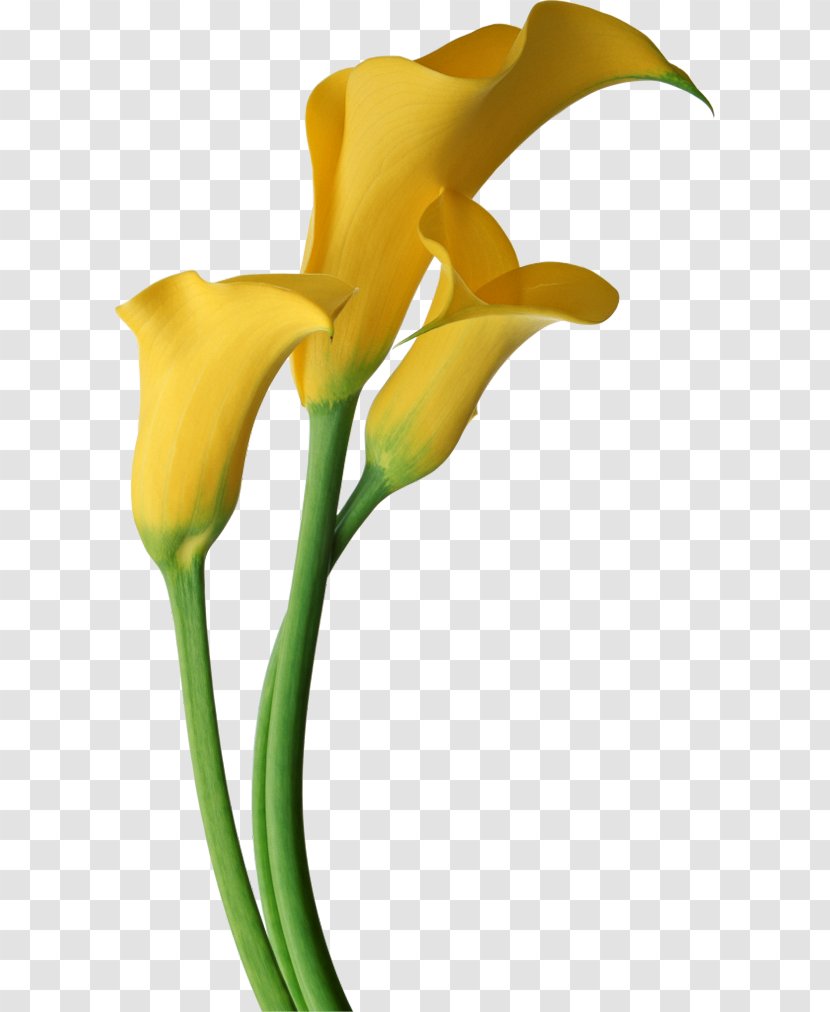 Arum-lily Lilium Flower Yellow Clip Art - Calas - Transparent Calla Lilies Flowers Clipart Transparent PNG