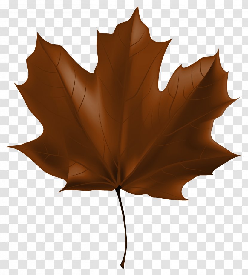 Maple Leaf - Woody Plant - Deciduous Transparent PNG