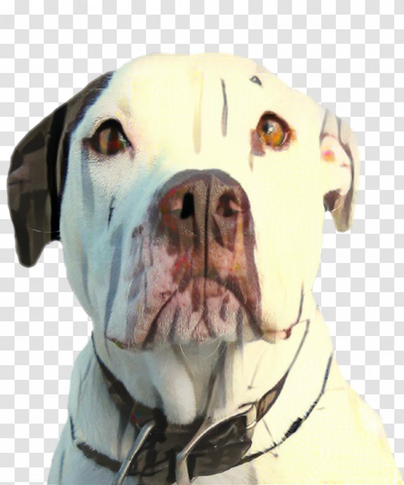 American Bulldog - Pit Bull Terrier - Olde English Bulldogge White Transparent PNG