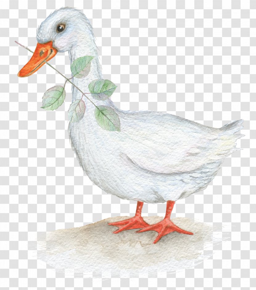 Illustration - Bird - Ducks And Leaves Transparent PNG
