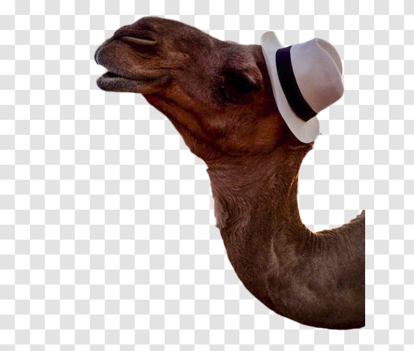 Dromedary Snout Camel - Goat Cut Out Transparent PNG