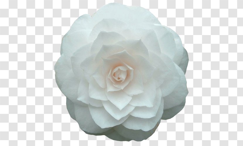 Flower Japanese Camellia Garden Roses Petal Paper - Pastel Flowers Transparent PNG