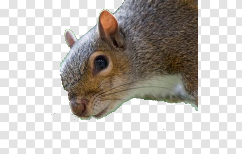 Fox Squirrel Image Laptop Personal Computer - Animal Transparent PNG