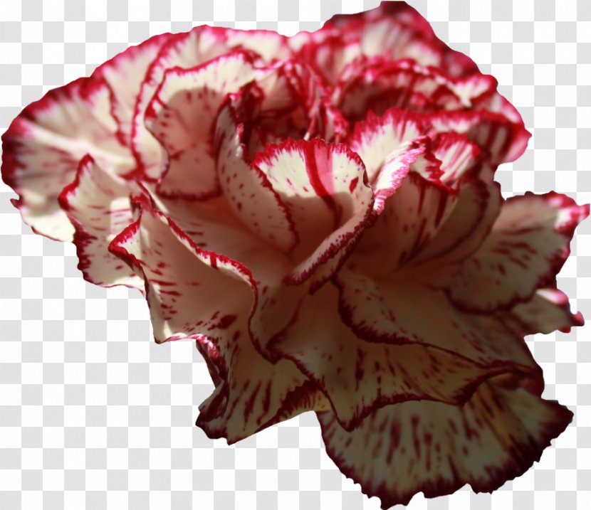 Carnation Clip Art - Begonia - Image Resolution Transparent PNG