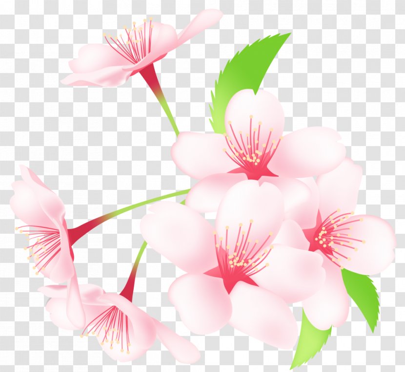 Material - Cherry Blossom - Azalea Transparent PNG