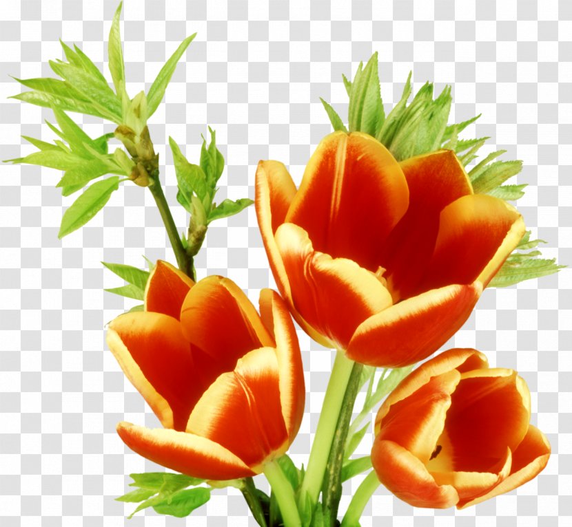 Tulip Flower Clip Art - Plant Transparent PNG