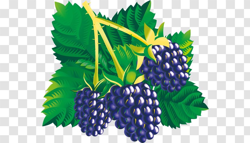 Blackberry Fruit Clip Art - Royaltyfree - Mulberry Child Transparent PNG