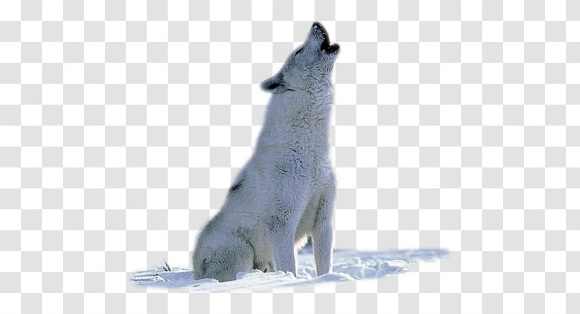 Arctic Wolf Fox Animal Wildlife Transparent PNG