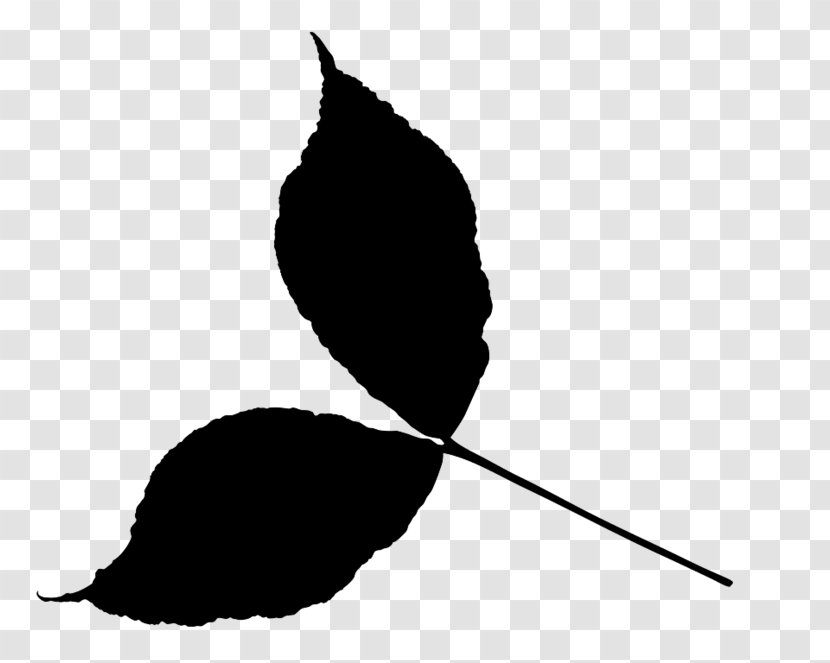 Black & White - Botany - M Leaf Clip Art Silhouette Line Transparent PNG