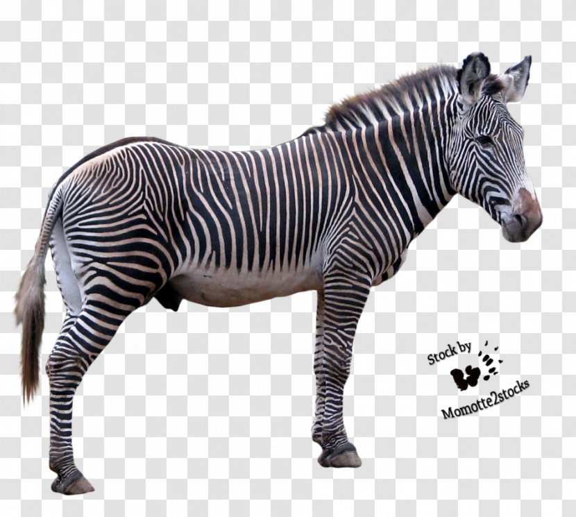 Clip Art - Horse Like Mammal - Zebra Picture Transparent PNG