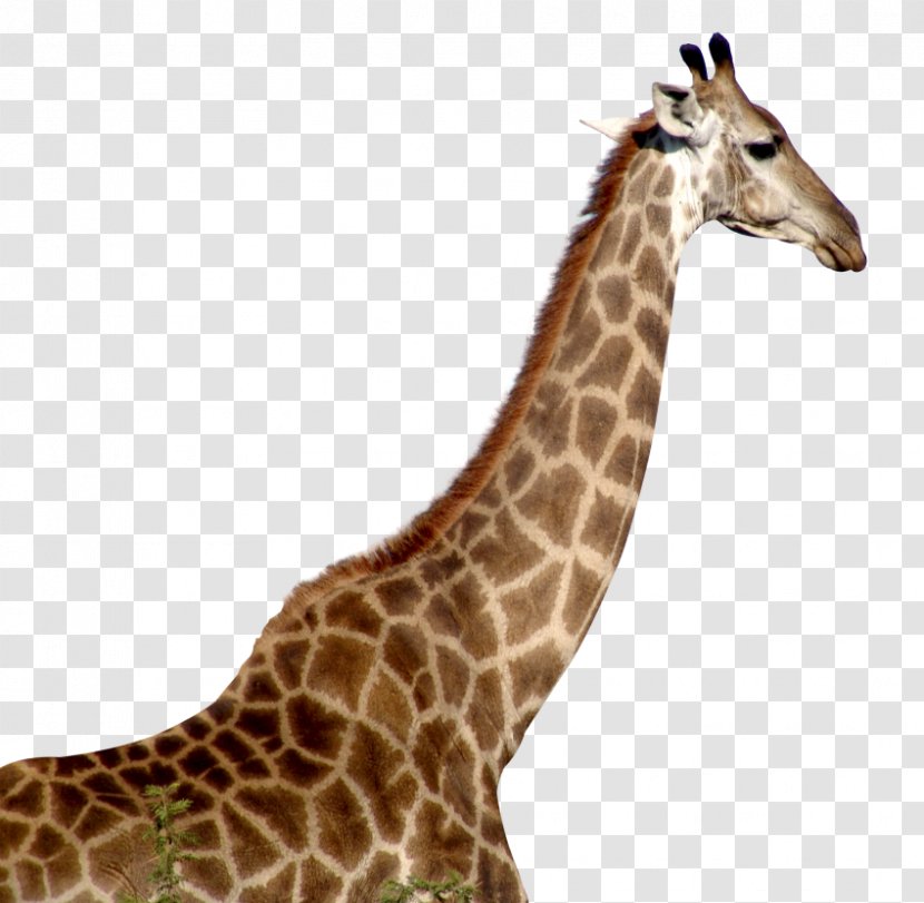 Giraffe Desktop Wallpaper - Fauna Transparent PNG