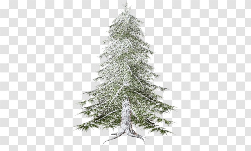 Spruce Forest Pine Fir Christmas Tree - Ornament Transparent PNG