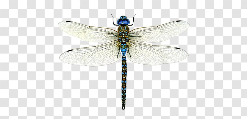 A Dragonfly? Emperor Bird Clip Art Insect Transparent PNG