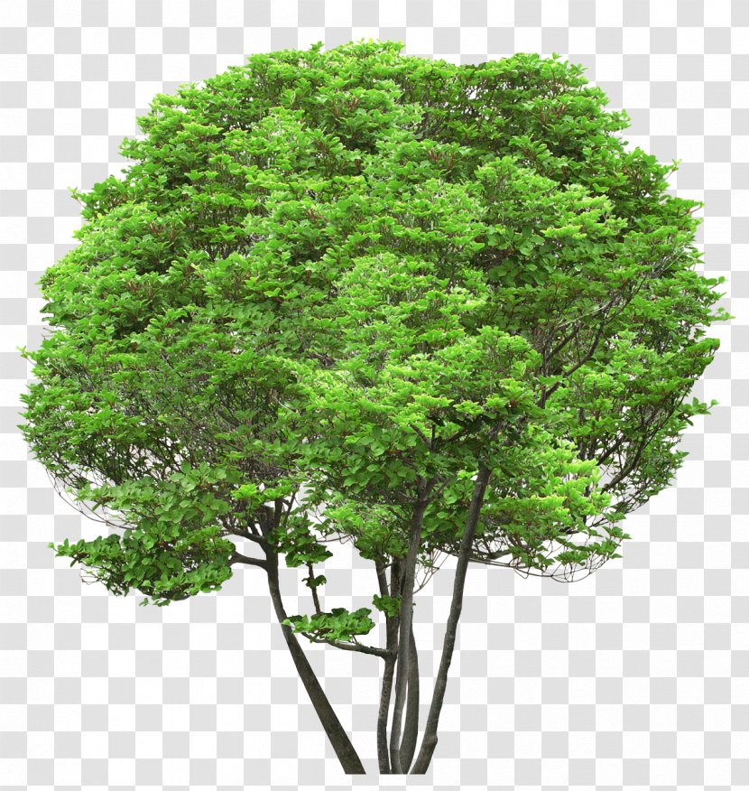 Sugar Maple Hardwood Softwood Tree Deciduous - Fraxinus Americana Transparent PNG