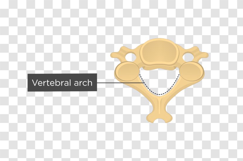 Cervical Vertebrae Axis Thoracic Human Vertebral Column - Foramen Transparent PNG