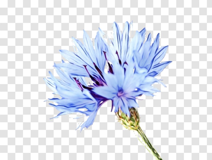 Cornflower Clip Art Plant Symbolism Blue Flower - Color Transparent PNG